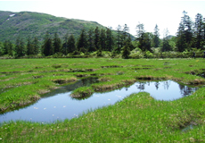 Shinsen Marsh